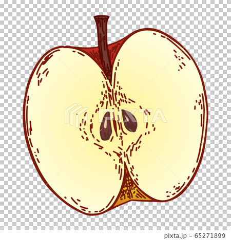 りんごの手描きイラストのイラスト素材