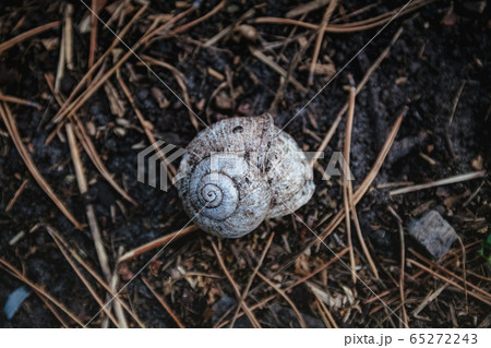Empty white shell of a snail house in the forest on dry branches, closeup. View from above. 65272243
