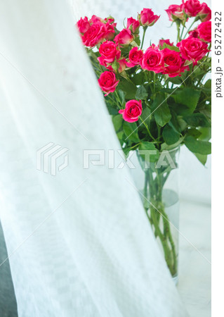 background of the many delicate little pink roses background of the many delicate little pink roses 65272422