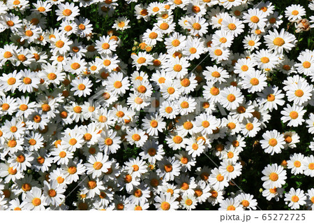 沢山の満開の花が咲き誇るマーガレットの花畑の写真素材