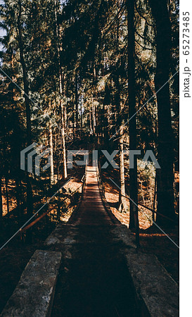 Suspension bridge in the pine forest. Sunny weather and dark tree silhouettes. Wallpaper Suspension bridge in the pine forest. Sunny weather and dark tree silhouettes. Wallpaper 65273485