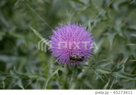 The flower of the purple thistle in the steppe and The flower of the purple thistle in the steppe and 65273611