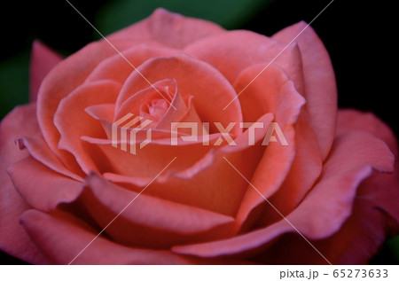 Flower of a blooming pink-orange coral-peach Flower of a blooming pink-orange coral-peach 65273633