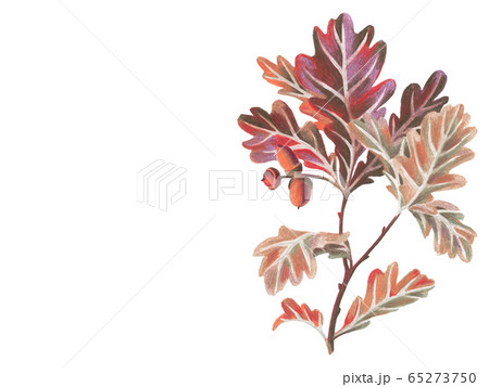 Artwork with oak leaves and acorns 65273750
