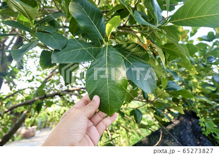 Hand Holding Jackfruits Leaf on Tree Branch Hand Holding Jackfruits Leaf on Tree Branch 65273827