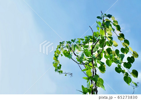Tinospora Cordifolia or Heart Leaved Moonseed 65273830