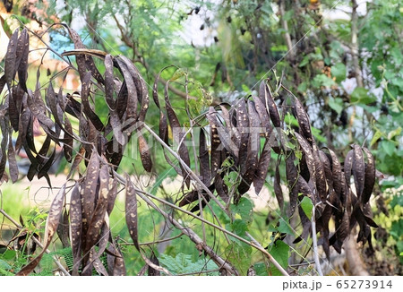 Brown Dried Teak or White Popinac Pods Brown Dried Teak or White Popinac Pods 65273914