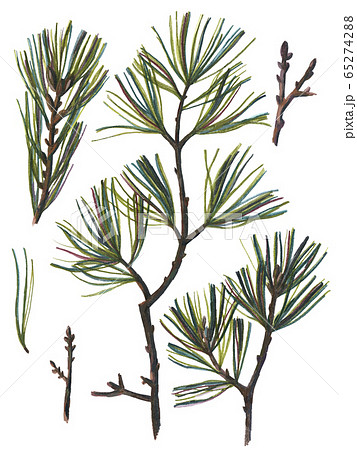 Floral set with Pine branches Floral set with Pine branches 65274288