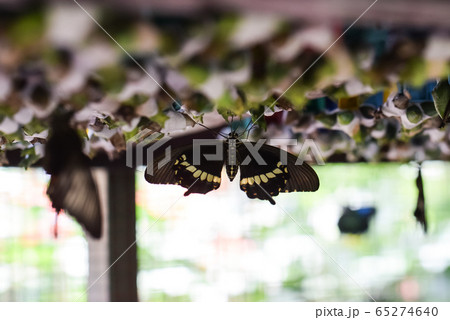 Newborn butterflies at the butterfly garden in Bali Newborn butterflies at the butterfly garden in Bali 65274640
