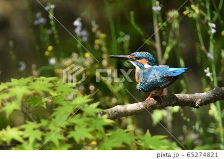 カワセミ4987- 65274821
