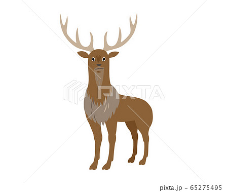 牡鹿 65275495