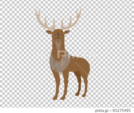 牡鹿 65275495