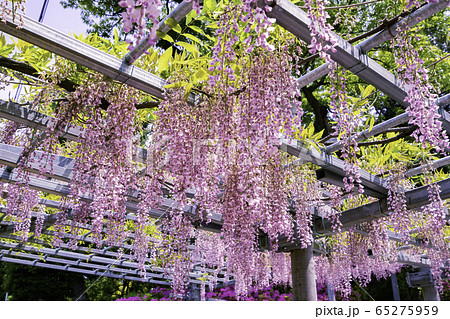 倉敷美観地区　阿智神社　阿知の藤　岡山県倉敷市 65275959