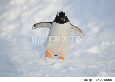 楽しい散歩 65276000