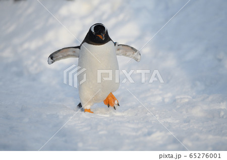 ジェンツーペンギン 65276001