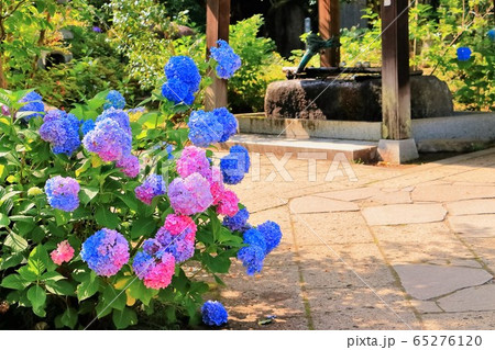 境内に咲くアジサイの花 境内に咲くアジサイの花 65276120