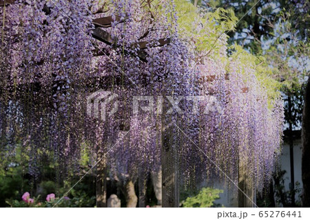 花の寺　石光寺 65276441