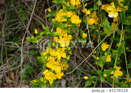 山吹の花 山吹の花 65276529