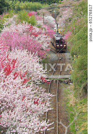 わたらせ渓谷鉄道沿線の旅　春の息吹 65276817