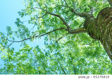 五月 新緑の林 グリーンイメージ 五月 新緑の林 グリーンイメージ 65276819