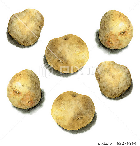 水彩で描いたじゃがいも男爵 65276864