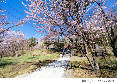 新得町の桜 65277074