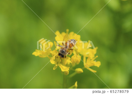 菜の花で蜜を集めるミツバチ 65278079