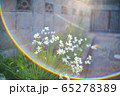 ズマリット　50 f1.5  スパラキシスの花 65278389