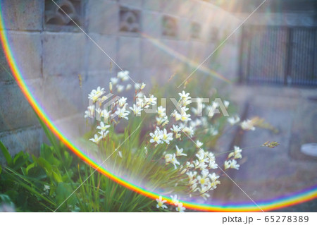 ズマリット　50 f1.5  スパラキシスの花 65278389