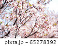 桜　 65278392