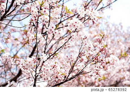 桜 桜 65278392