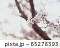 桜 65278393
