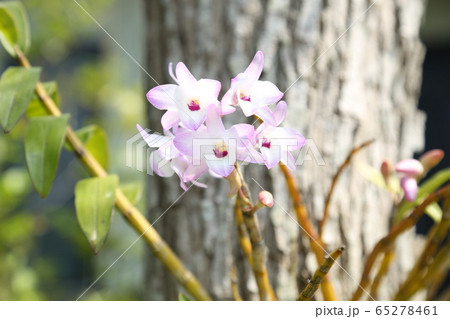 セッコクの花 セッコクの花 65278461