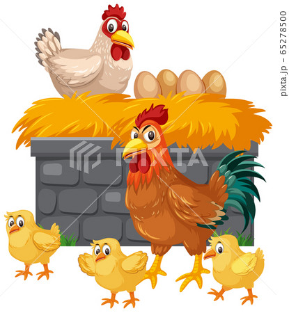 Chickens and eggs on white background 65278500