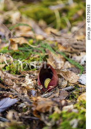 ざぜん草 ザゼンソウ だるま草 ざぜん草 ザゼンソウ だるま草 65279083