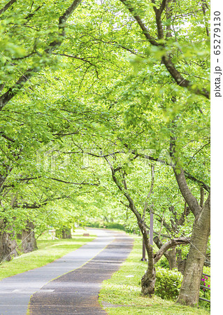 新緑 桜の木 並木道の写真素材