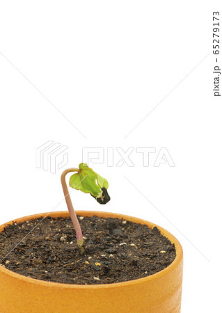 アサガオの発芽の写真素材