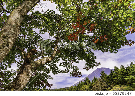 （静岡県）紅葉した西臼塚から望む、富士山 65279247