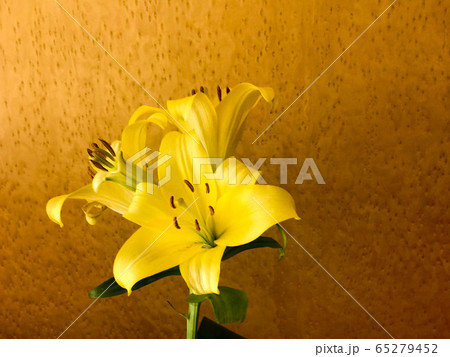 A beautiful yellow lily flower with large petals A beautiful yellow lily flower with large petals 65279452