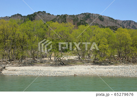 川岸に自生するヤナギ林の芽吹き　福島県只見町 65279676