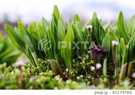 ギョウジャニンニク ギョウジャニンニク 65279769