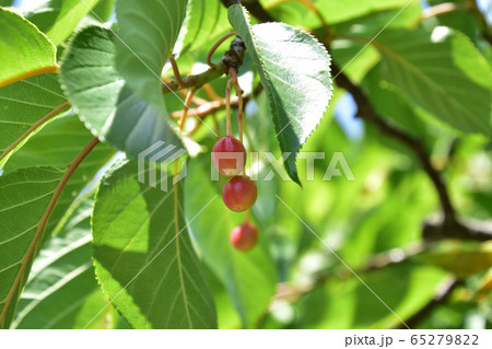 サクランボ (Cherry) 65279822