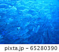 魚群 65280390