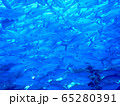 魚群 65280391