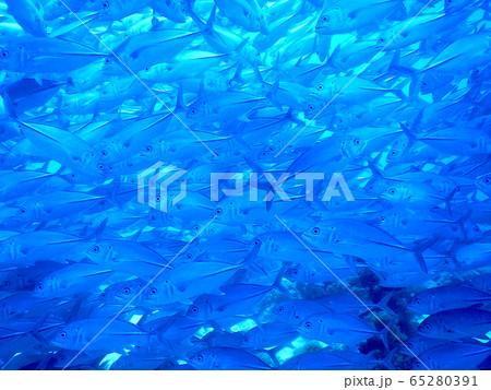 魚群 65280391