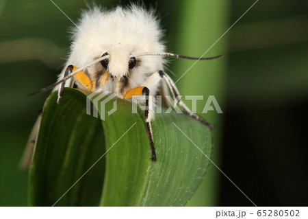 生き物　昆虫　キハラゴマダラヒトリ、名前は『黄腹』ですが前脚の黄色が見分けるポイントのようです 65280502