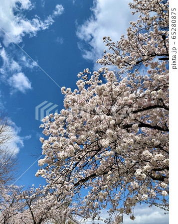 大阪府吹田市津雲台つくし遊園の桜と青空 大阪府吹田市津雲台つくし遊園の桜と青空 65280875