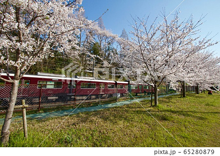大阪府吹田市津雲台、桜と青空と阪急電車 65280879