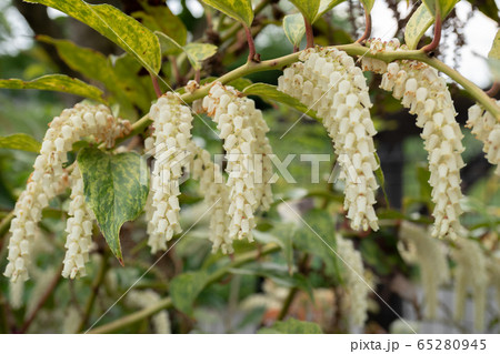 セイヨウイワナンテン 65280945