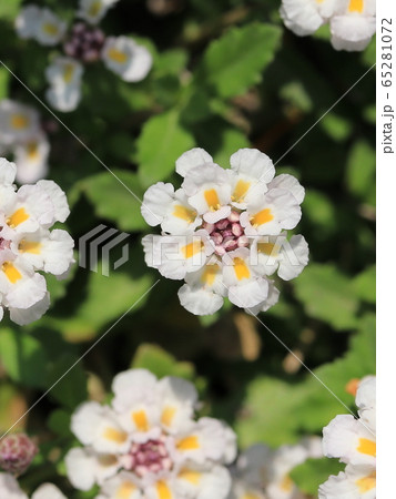 ヒメイワダレソウの花 65281072